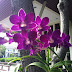 Dendrobium Hybrids