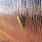 Ailanthus webworm
