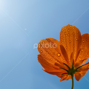 Rising up 2 by MaSs Balasooriya - Flowers Single Flower