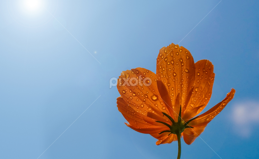 Rising up 2 by MaSs Balasooriya - Flowers Single Flower
