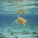 Green Sea Turtle