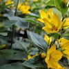 Large yellow loosestrife