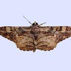 Gray moth