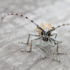 The longhorn beetle