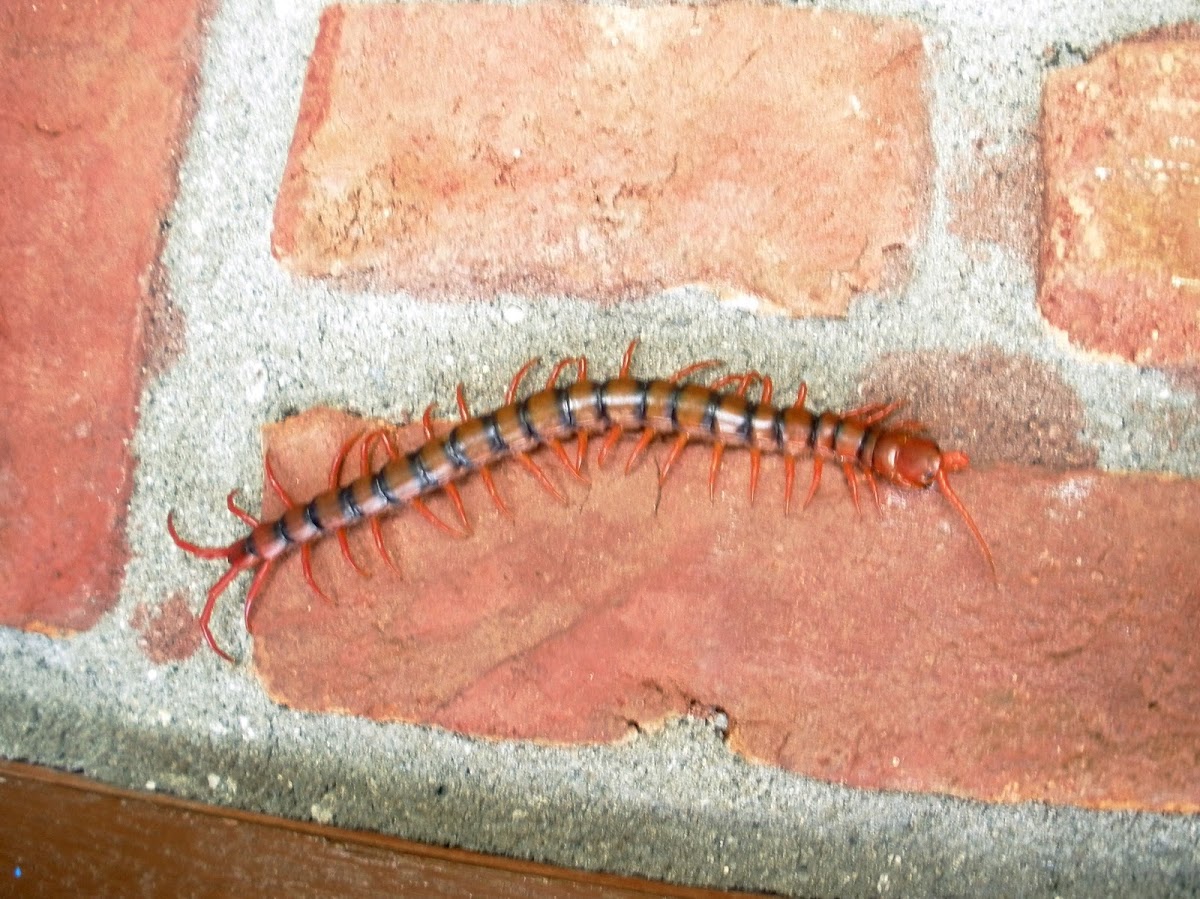 Red Centipede