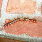 Red Centipede