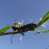 Monarch butterfly catterpillar