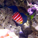 peppermint angelfish