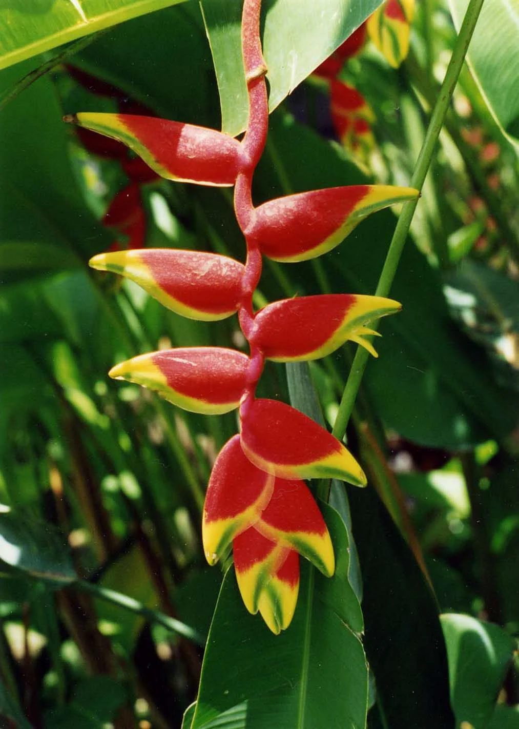 parrots-beak-Garden-of-Sleeping-Giant-Fiji - A parrot's beak at the Garden of the Sleeping Giant on Viti Levu, Fiji's main island.
