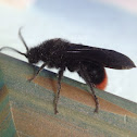 Velvet ant (male)