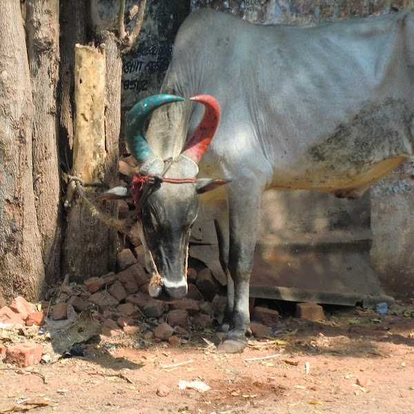 Indian cow (Kangayam) | Project Noah