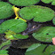 Spectacled Caiman