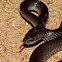 Slaty-grey Snake