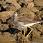 Greater Yellowlegs