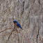 Eastern Bluebird