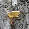 bracket fungus on horsechestnut tree (2 of 2)