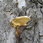 bracket fungus on horsechestnut tree (2 of 2)