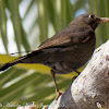Blackbird; Mirlo Común