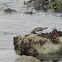 Black Turnstone 