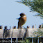 Stonechat; Tarabilla Común