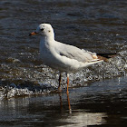 Sea Gull - Common Black-headed Gull