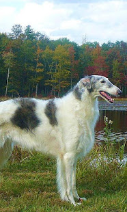 拉布拉多猎犬壁纸(圖3)-速報App