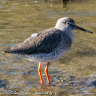 Redshank; Archibebe Común