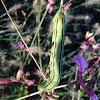 White-lined Sphinx