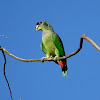 Scaly-headed Parrot / Maitaca-verde