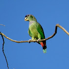 Scaly-headed Parrot / Maitaca-verde