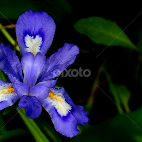 Dwarf Wild Iris by Paul Mays - Flowers Flowers in the Wild