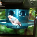 Brown Headed Nuthatch