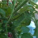 Tobacco Hornworm