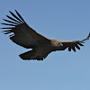 Andean Condor