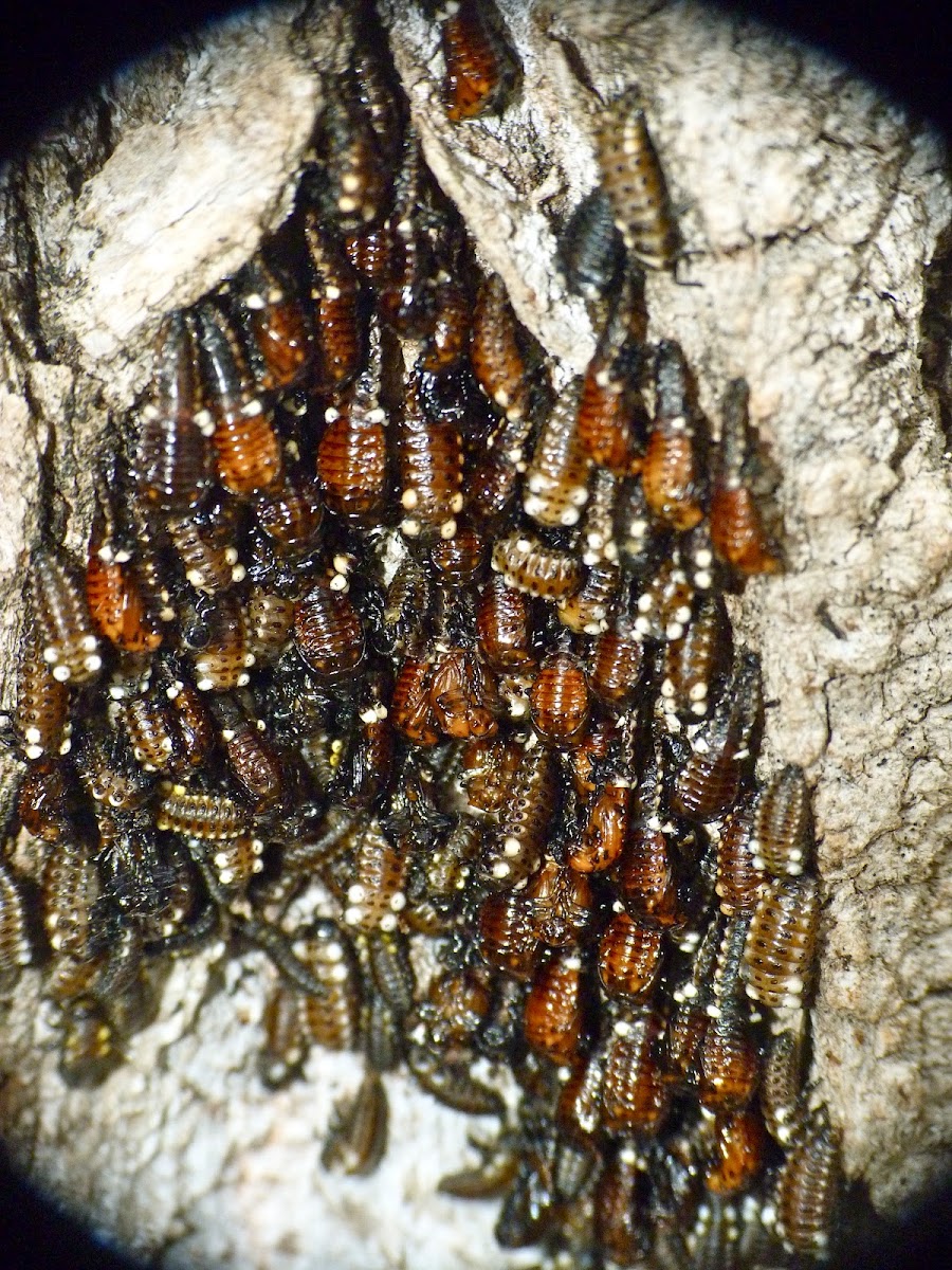 Cottonwood leaf beetle (larvae)