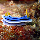 Nudibranch - C. lochii