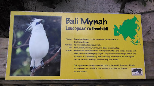 Bali Mynah Placard