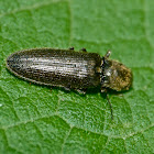 Lined click beetle