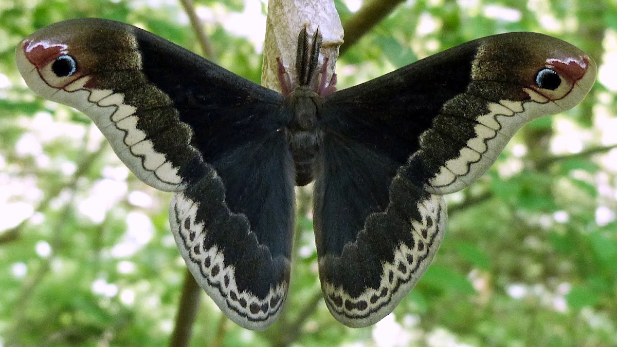 Promethea Silk Moth (Male)
