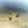 Western Caspian Pond Turtle