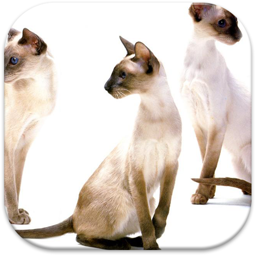 Siamese Cat Wallpapers HD 生活 App LOGO-APP開箱王