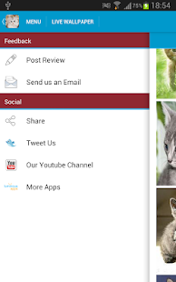 Cute Kittens Wallpapers Screenshots 3