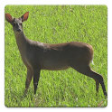 Deer Hunting Calls