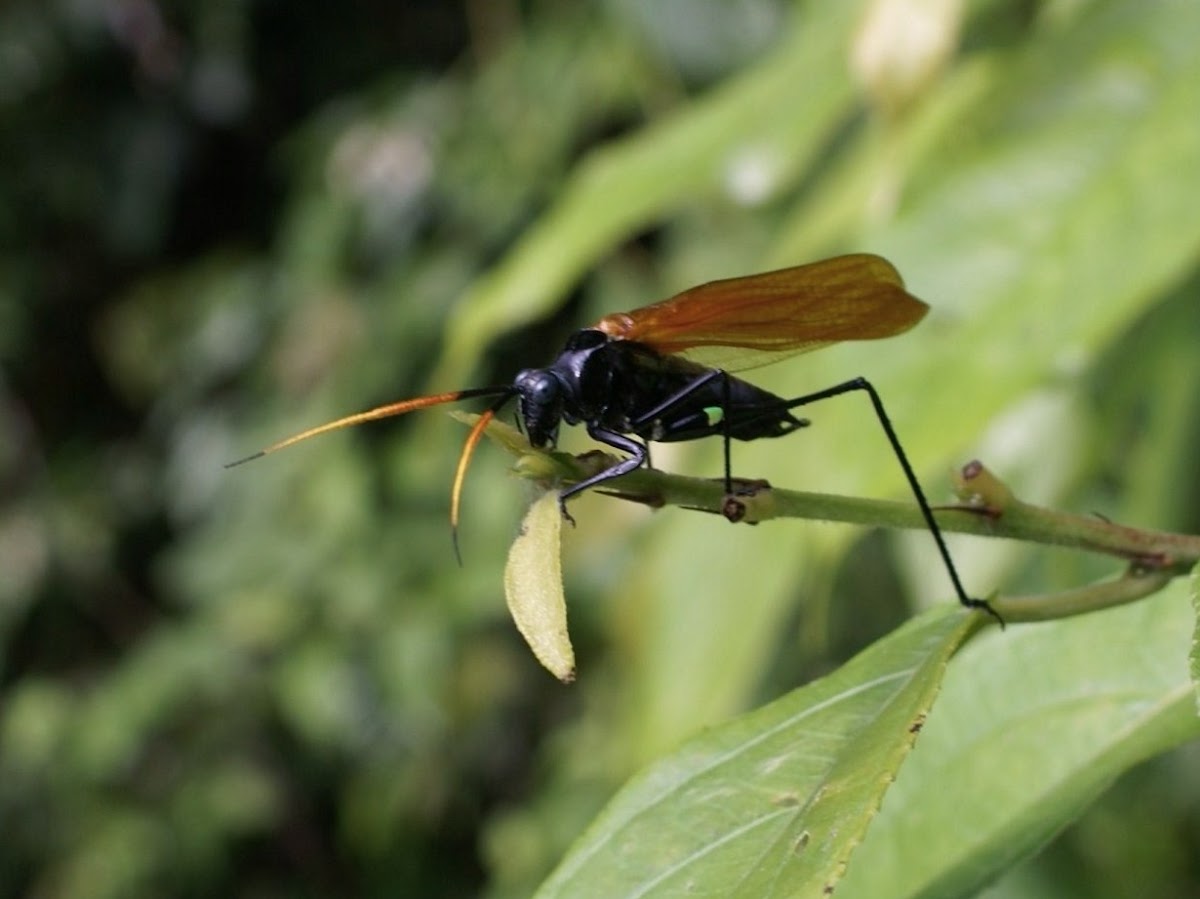 Tarantula hawk katydid