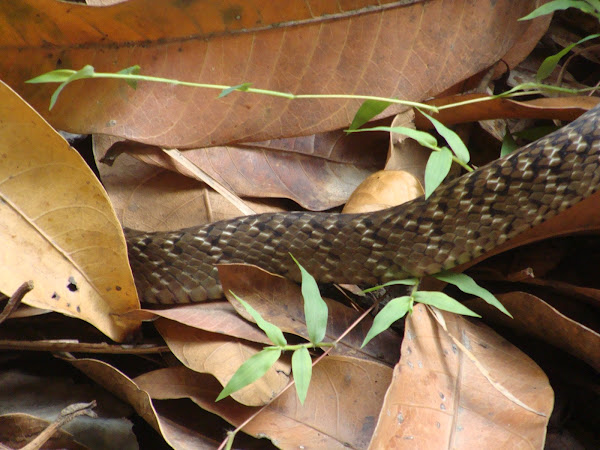 Darash Snake (দাঁড়াশ সাপ) | Project Noah