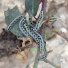 Cabbage butterfly caterpillars - זחלים של לבנין הכרוב