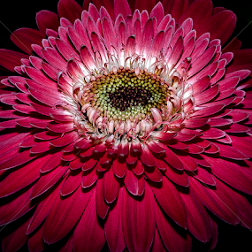 by John Wyne James - Flowers Single Flower