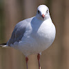 Brown-headed Gull