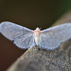 Derbid Planthopper