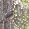 White-throated Sparrow